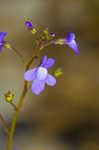 Apalachicola toadflax